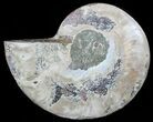 Agatized Ammonite Fossil (Half) #56334-1
